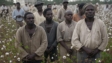Men in a cotton field, slave labor depicting slavery